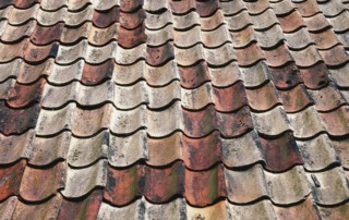 Read more about the article Preventing Roof Algae on Venice Roofing