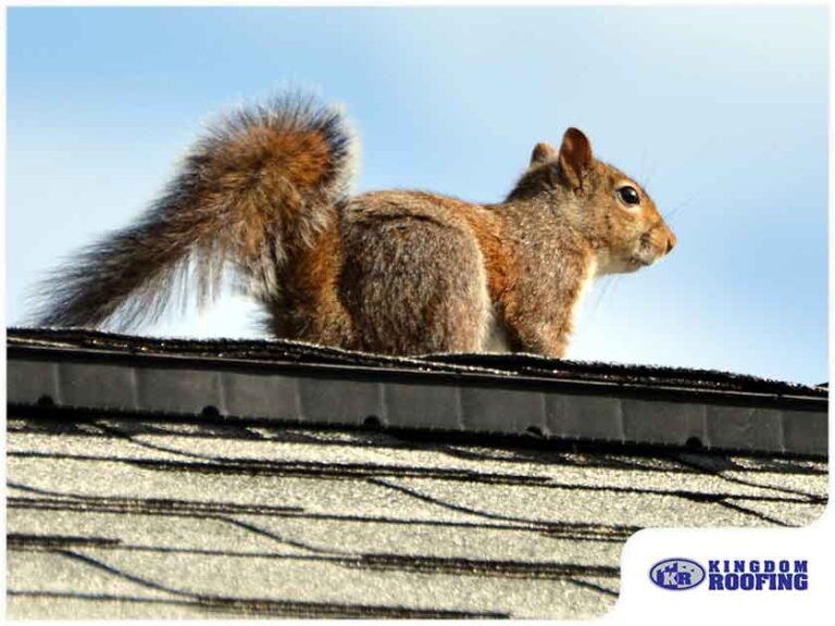 Read more about the article Roof Damage From Animals: What You Can Do to Prevent It