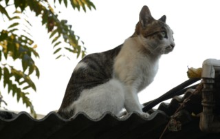 Read more about the article Roofing Damage You Can See From the Ground