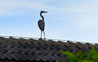 Read more about the article Are Birds Living on the Roof a Problem for Floridians?